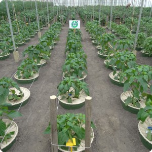 12 Paprika 6 weeks after planting 1 x 0.6 meter in row