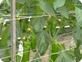 13 Paprika 10 weeks after planting detail of fruits