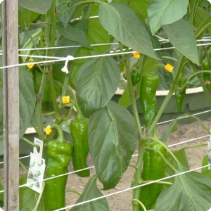 13 Paprika 10 weeks after planting detail of fruits