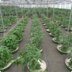15 Pepper 6 weeks after planting 1 x 0.6 meter in row