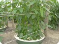16 Pepper 10 weeks after planting detail of fruit