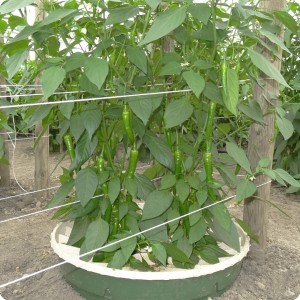 16 Pepper 10 weeks after planting detail of fruit