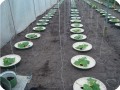 17 Cucumbers 2 weeks after planting 1.50 x 0.8 meter in row