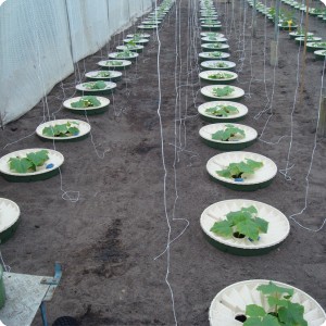 17 Cucumbers 2 weeks after planting 1.50 x 0.8 meter in row