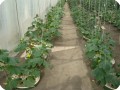 18 Cucumbers 4 weeks after planting 1.50 x 0.8 meter in row