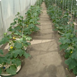 18 Cucumbers 4 weeks after planting 1.50 x 0.8 meter in row