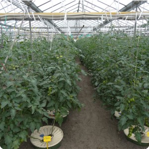 19 Cucumbers 6 weeks after planting