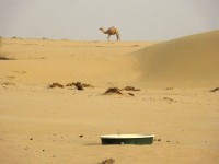 Planting in the desert