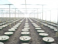 Growing vegetables in Elshout