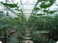 20 Cucumbers 10 weeks after planting with detail of fruit