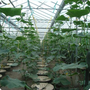 20 Cucumbers 10 weeks after planting with detail of fruit