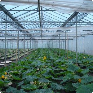 2 Zucchini 6 weeks after planting 0.8 x 0.8 meter in row