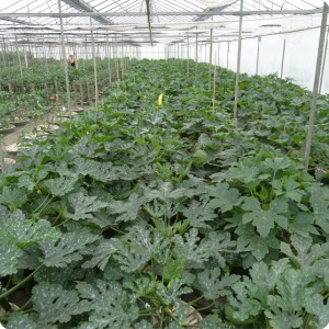 3 Zucchini 10 weeks after planting 0.8 x 0.8 meter in row