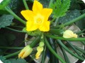 4 Zucchini  10 weeks after planting detail of fruit