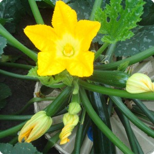 4 Zucchini  10 weeks after planting detail of fruit