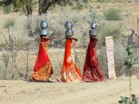 Gunda Trees near Barmer in Rajasthan