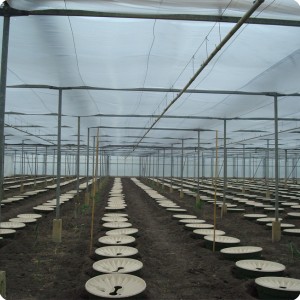 5 Tomatoes after planting 1 50 x 0.8 meter in row