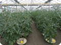 7 Tomatoes 8 weeks after planting 1.50 x 0.8 meter in row