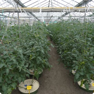 7 Tomatoes 8 weeks after planting 1.50 x 0.8 meter in row