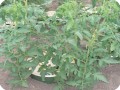 8 The two tomato plants are each splitted in 2 stems so a total of 4 stems per Waterboxx