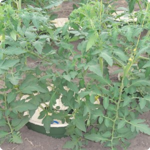 8 The two tomato plants are each splitted in 2 stems so a total of 4 stems per Waterboxx