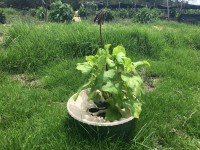 Planting trees in Bogota