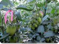 11. Juliet on June 3   trusses heavy with tomatoes