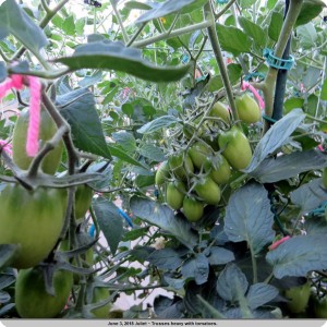 11. Juliet on June 3   trusses heavy with tomatoes