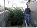 12. Mr Bill McNeese next to the Juliet tomato plant on June 3