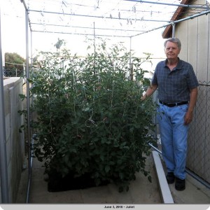 12. Mr Bill McNeese next to the Juliet tomato plant on June 3