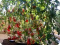 20. Juliet on June 25   Juliet with Waterboxx plant cocoon for highest number of tomatoes from obe plant in Guinness book of world records