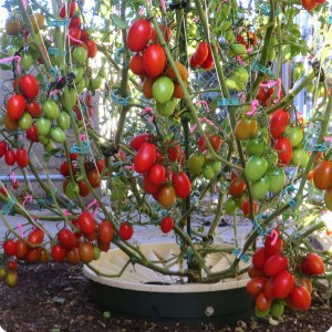 24. Juliet on June 26   Juliet with Waterboxx plant cocoon for highest number of tomatoes from obe plant in Guinness book of world records