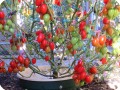 25. Juliet on June 26   Juliet with Waterboxx plant cocoon for highest number of tomatoes from obe plant in Guinness book of world records