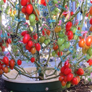 25. Juliet on June 26   Juliet with Waterboxx plant cocoon for highest number of tomatoes from obe plant in Guinness book of world records