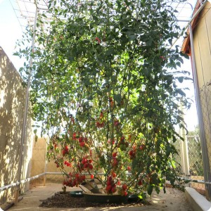 26. Juliet on June 26   Juliet with Waterboxx plant cocoon for highest number of tomatoes from obe plant in Guinness book of world records