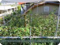 27. Juliet on July 2   Top view of Juliet  all one plant. It can now grow another 24 inch  30 cm  before reaching the shade cloth