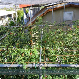 27. Juliet on July 2   Top view of Juliet  all one plant. It can now grow another 24 inch  30 cm  before reaching the shade cloth