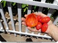 29. July 2   The tomatoes from a week before  this is a small sample of damaged tomatoes caused by ground squirrels this year