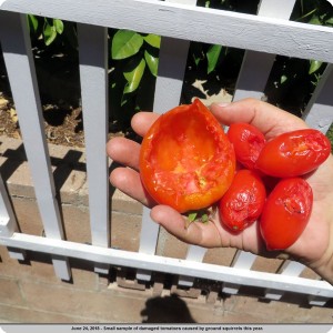 29. July 2   The tomatoes from a week before  this is a small sample of damaged tomatoes caused by ground squirrels this year