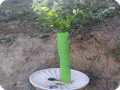 35. 20180619 A Waterboxx with a lemon tree that is already using 2 growsafes after a few months