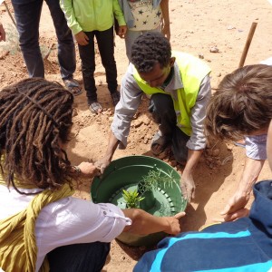 46. Tagounite April 18   placing the Waterboxx plant cocoon carefully around the tree