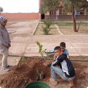 49. 2nd trees for Lions Host Taogounite apr 18