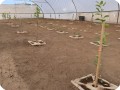 10 Growboxx plant cocoon Ensenada Mexico planted with trees  together with vegetables or with vegetables only April 24 2018