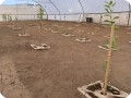 10 Growboxx plant cocoon Ensenada Mexico planted with trees  together with vegetables or with vegetables only April 24 2018