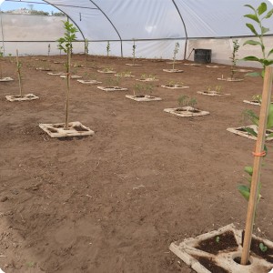 10 Growboxx plant cocoon Ensenada Mexico planted with trees  together with vegetables or with vegetables only April 24 2018