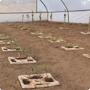 11 Growboxx plant cocoon Ensenada Mexico planted with trees  together with vegetables or with vegetables only April 24 2018