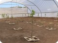 12 Growboxx plant cocoon Ensenada Mexico planted with trees  together with vegetables or with vegetables only April 24 2018