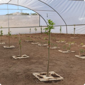 12 Growboxx plant cocoon Ensenada Mexico planted with trees  together with vegetables or with vegetables only April 24 2018