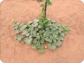 15 Growboxx plant cocoon in Ensenada Mexico a lemon tree in combination with melon June 15 2018