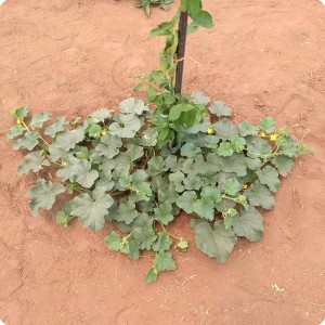 15 Growboxx plant cocoon in Ensenada Mexico a lemon tree in combination with melon June 15 2018